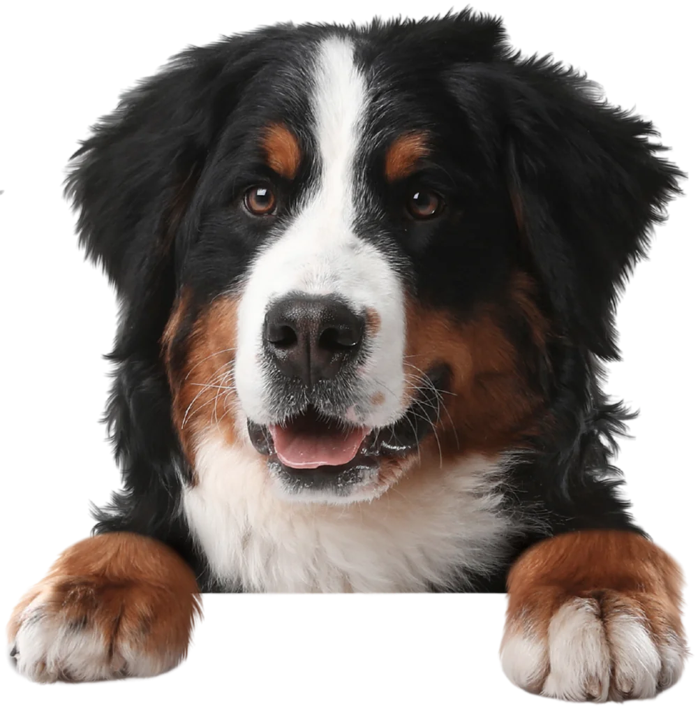 A Bernese mountain dog resting its paws on a blue ledge