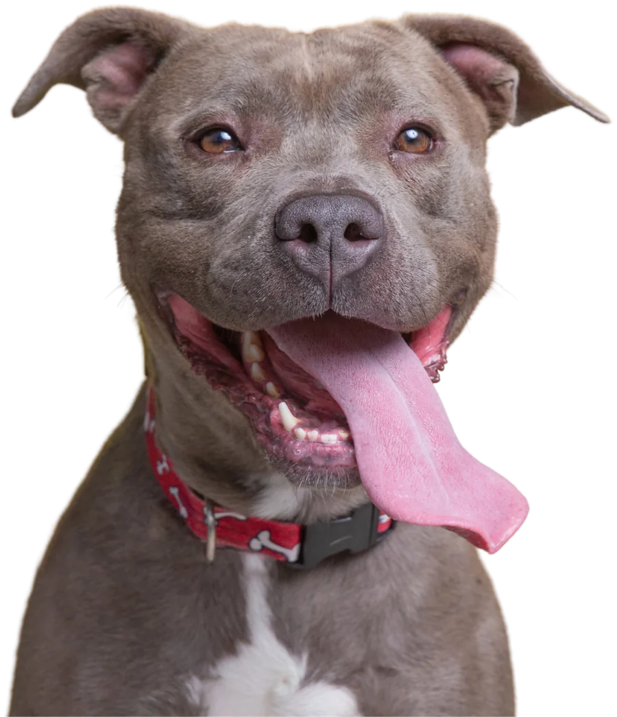 Walter, a gray pit bull with his tongue out