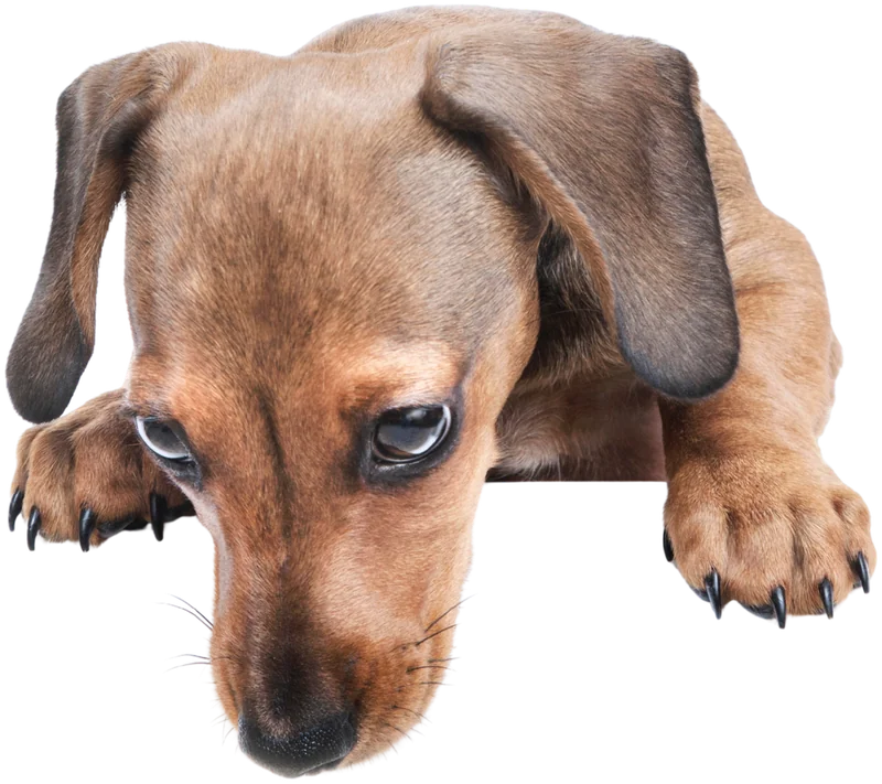 A dachshund puppy resting its chin, looking a little guilty